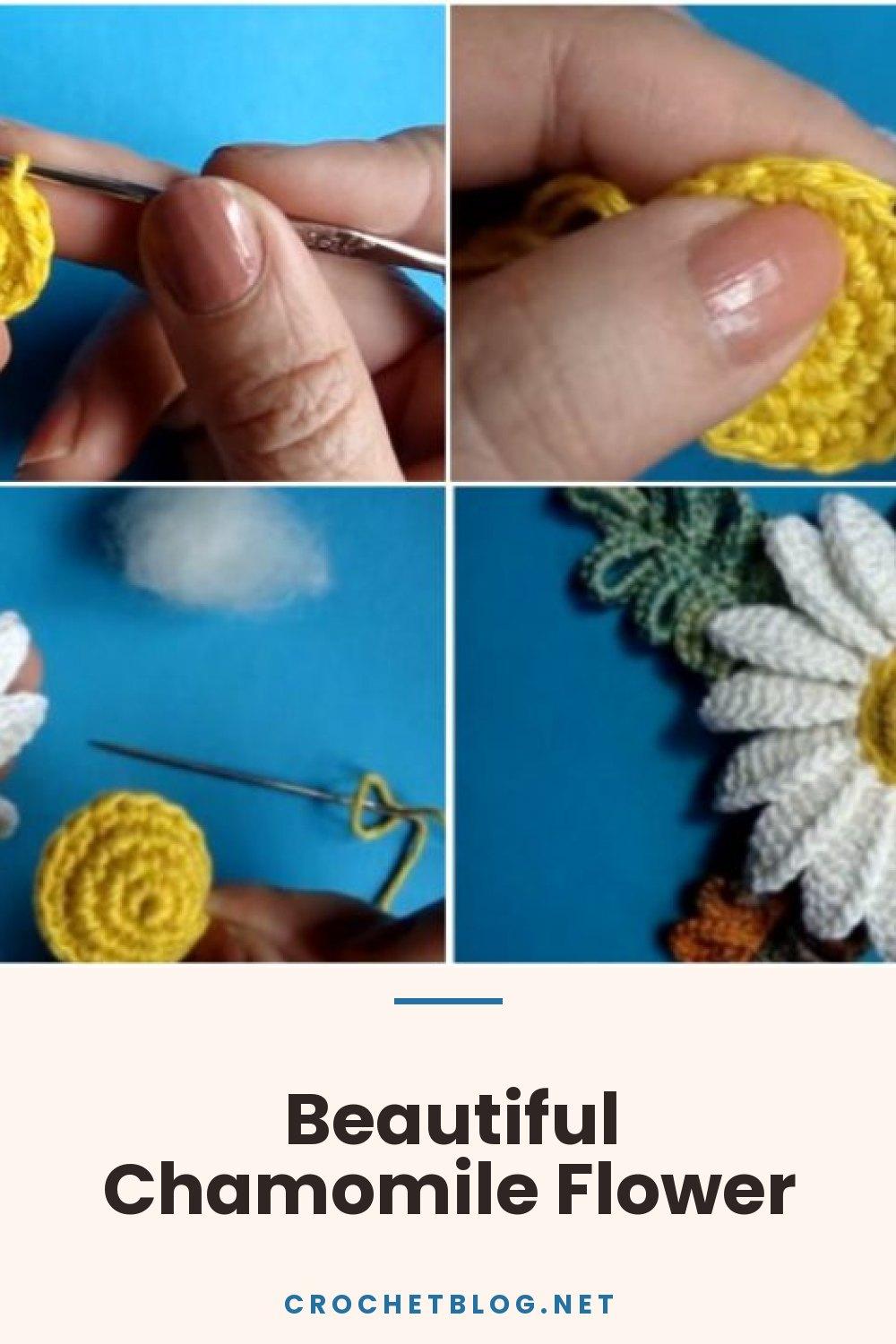 Beautiful Chamomile Flower