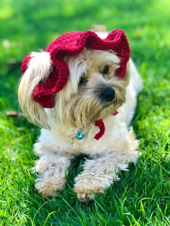 crochet dog hat patterns 1